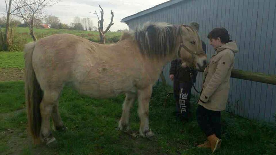 Fjordhest Pousi billede 10