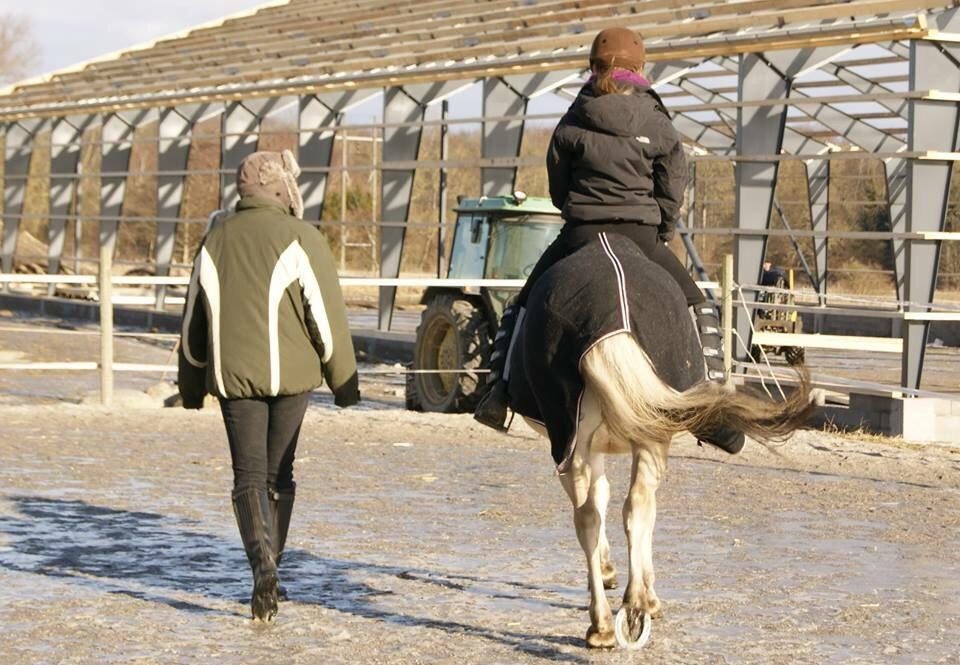 Fjordhest Emjays Mille billede 10
