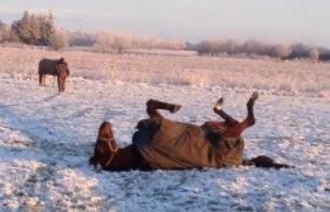 Fuldblod (XX) Trinity - Trinity triller i morgen sneen - vinteren 2014 billede 9