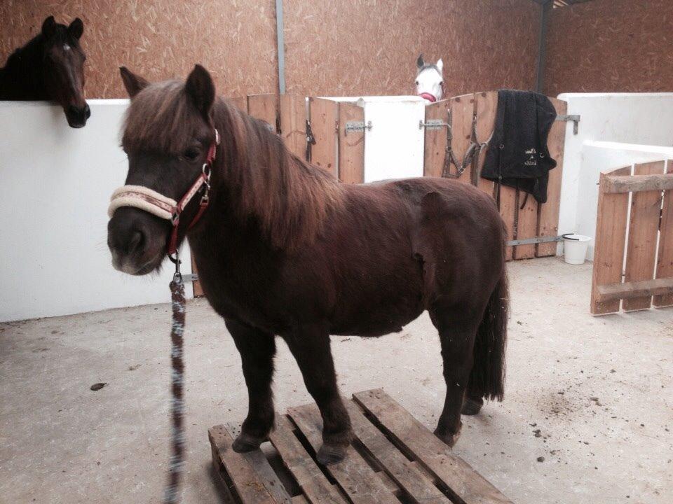 Shetlænder Pocahontas  - Vi laver tit øvelser med paller på staldgangen mens de andre hypper kigger på billede 4