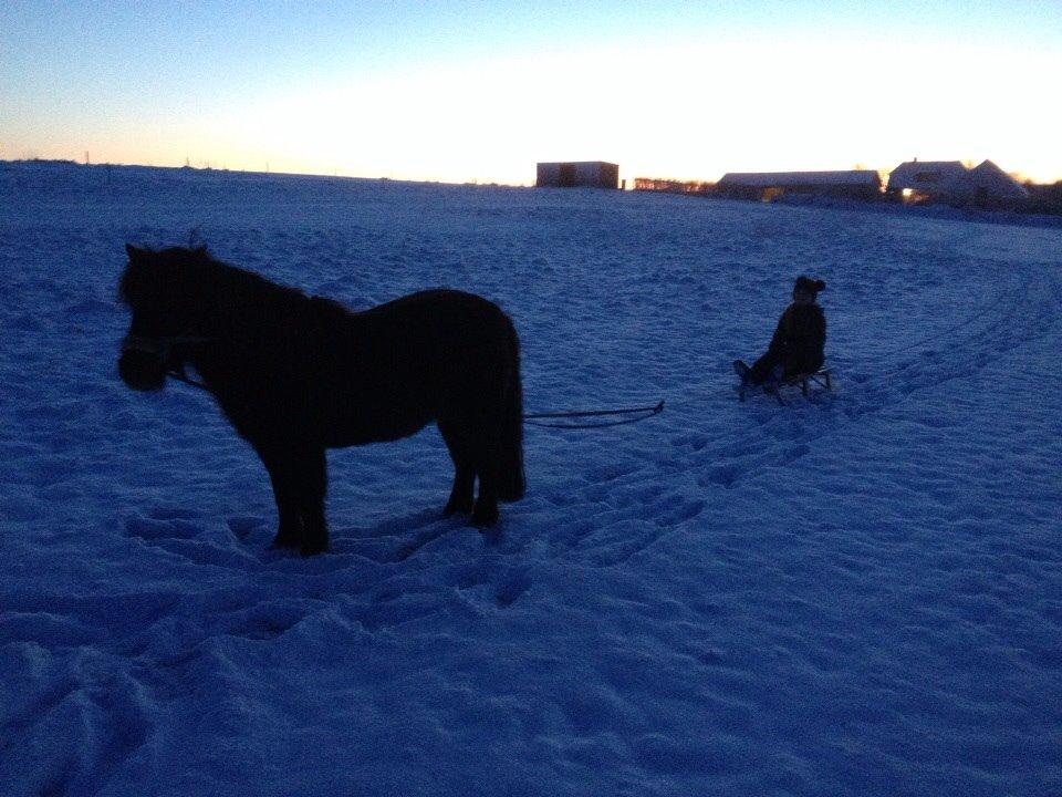 Shetlænder Pocahontas  - Vinter 2015 billede 6