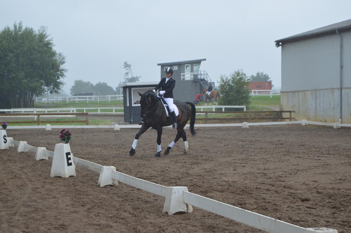 Dansk Varmblod Lewis - Jysk Rideuge 2014 billede 12