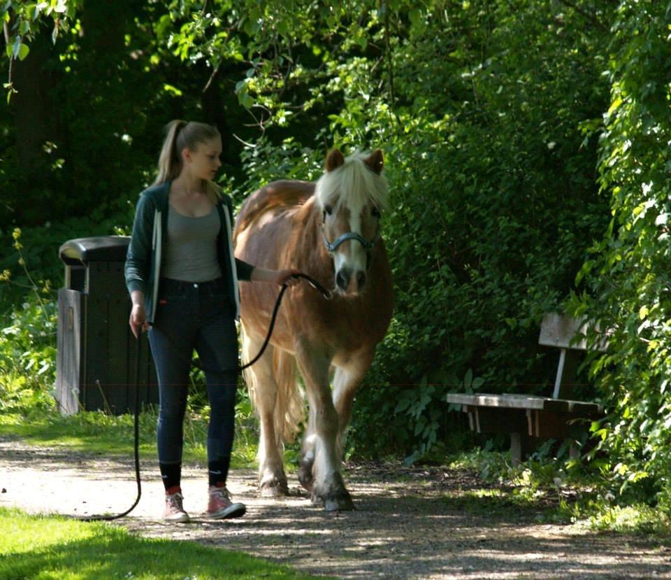 Haflinger Asterix - Vores evige gå ture <3 billede 4