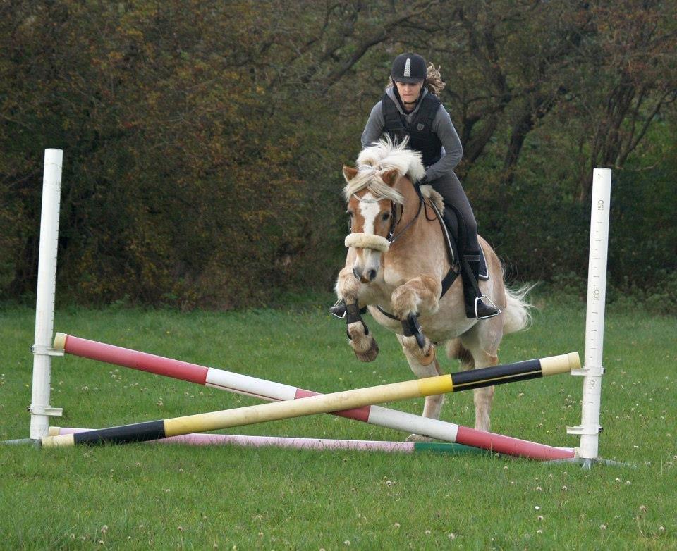 Haflinger Asterix billede 5
