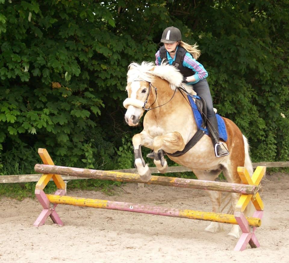Haflinger Asterix - Springer ca 70 billede 7