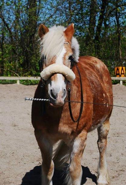 Haflinger Asterix billede 10