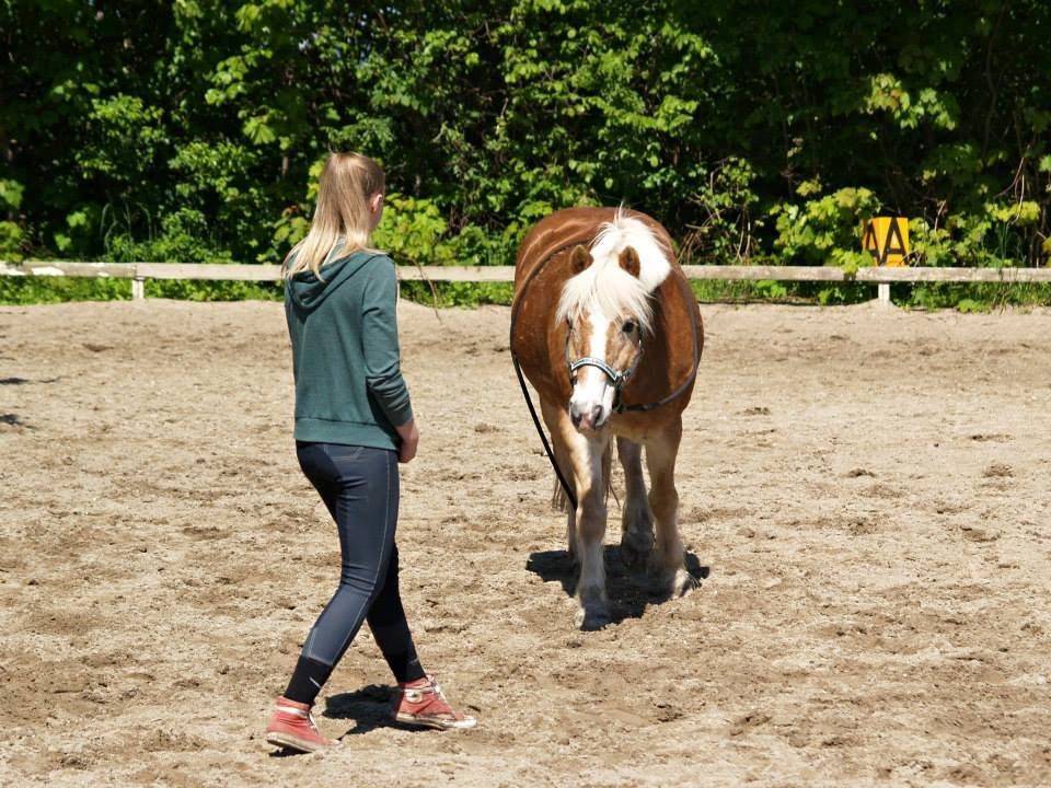 Haflinger Asterix - Leg på banen billede 9