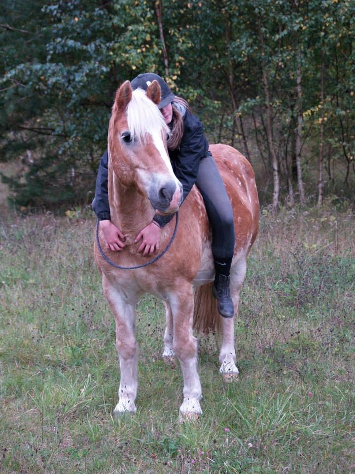 Haflinger Asterix billede 11