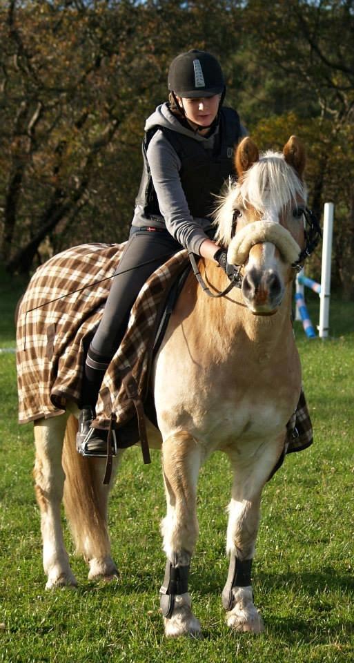 Haflinger Asterix - Efter springtræning <3 billede 12