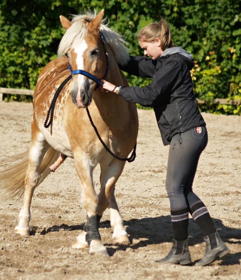 Haflinger Asterix - Et af tricks jeg er lidt småstolt over <3 billede 13