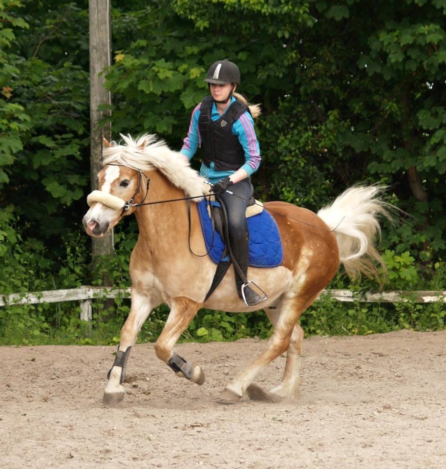 Haflinger Asterix billede 14