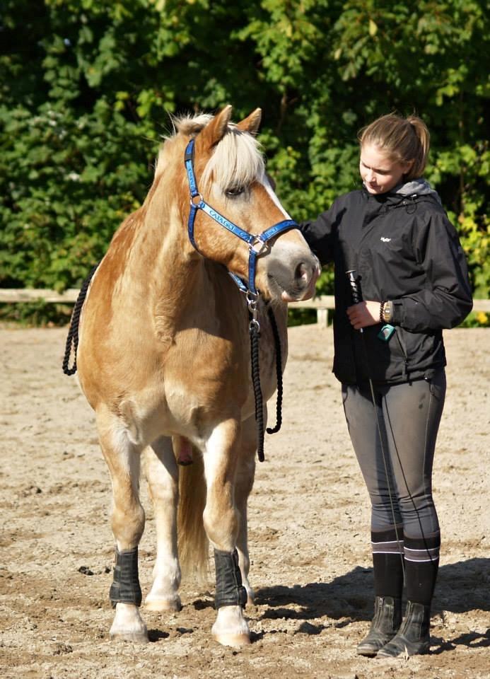 Haflinger Asterix billede 18