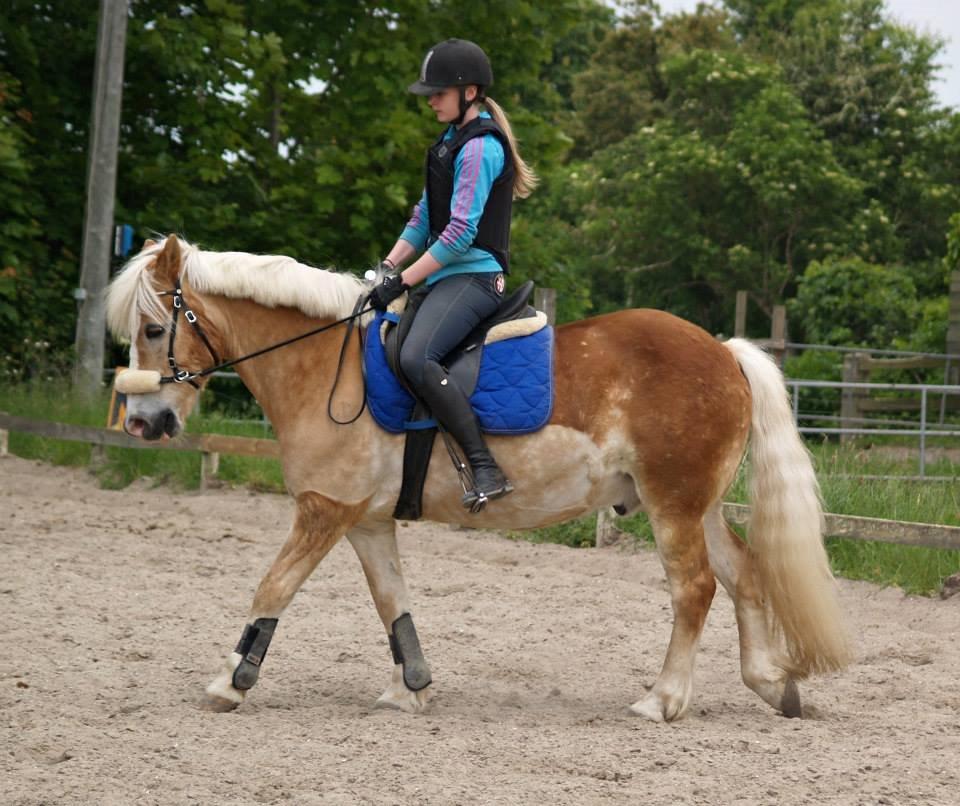 Haflinger Asterix - Gammelt dressur billede, bliver nu redet lang og dyb. Har dog ingen billeder billede 16