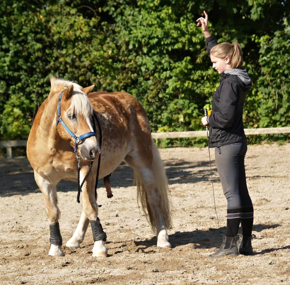 Haflinger Asterix - Dreje :P billede 19