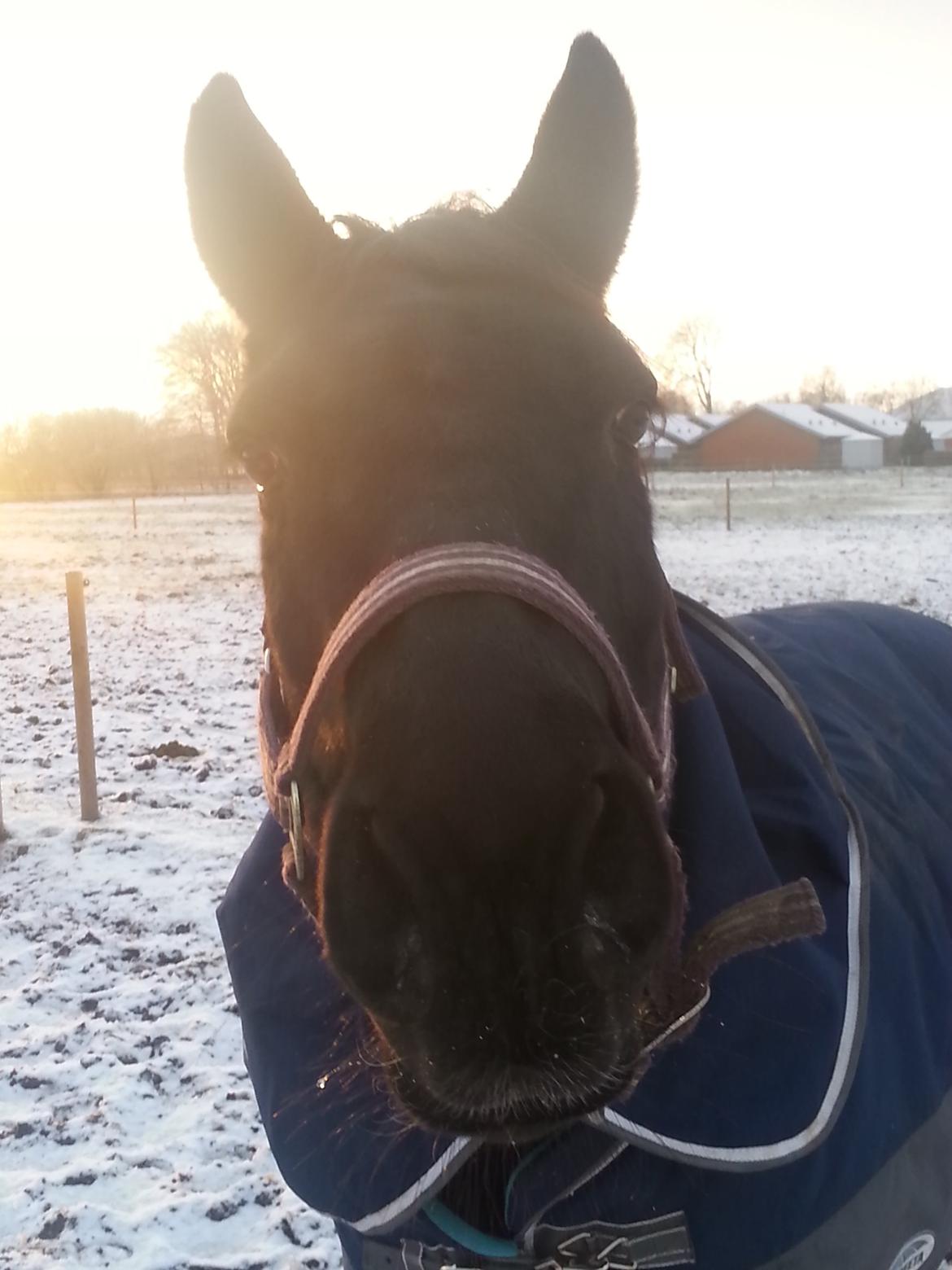 Anden særlig race Beauty billede 16