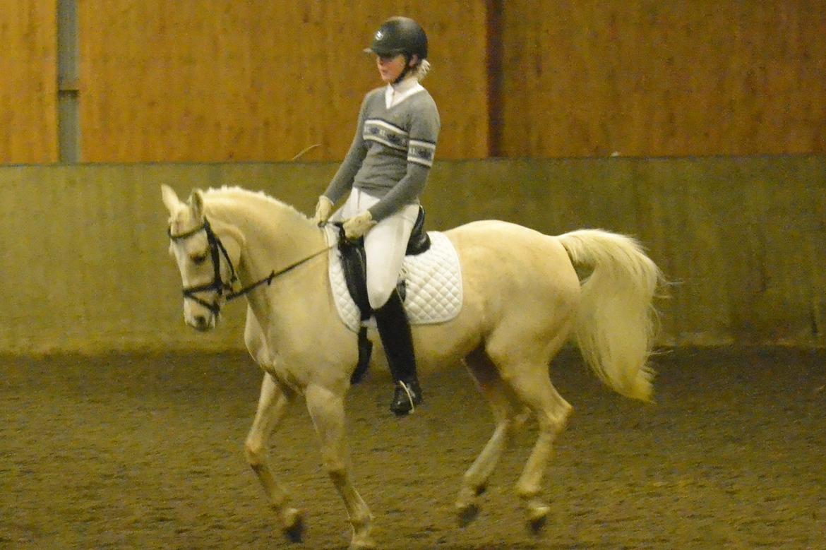 Hollandsk Sportspony High Flown`s Brittany Gold billede 2