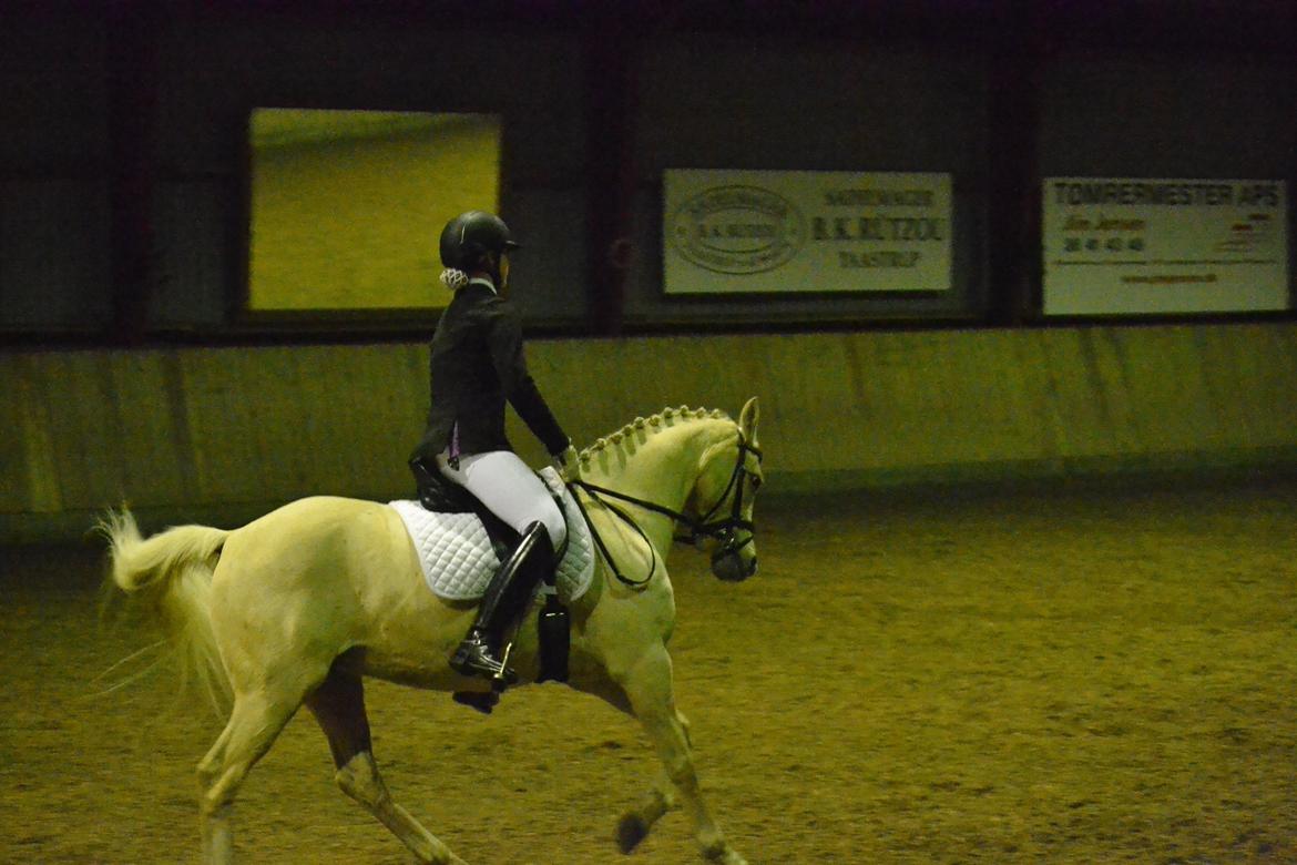 Hollandsk Sportspony High Flown`s Brittany Gold billede 3