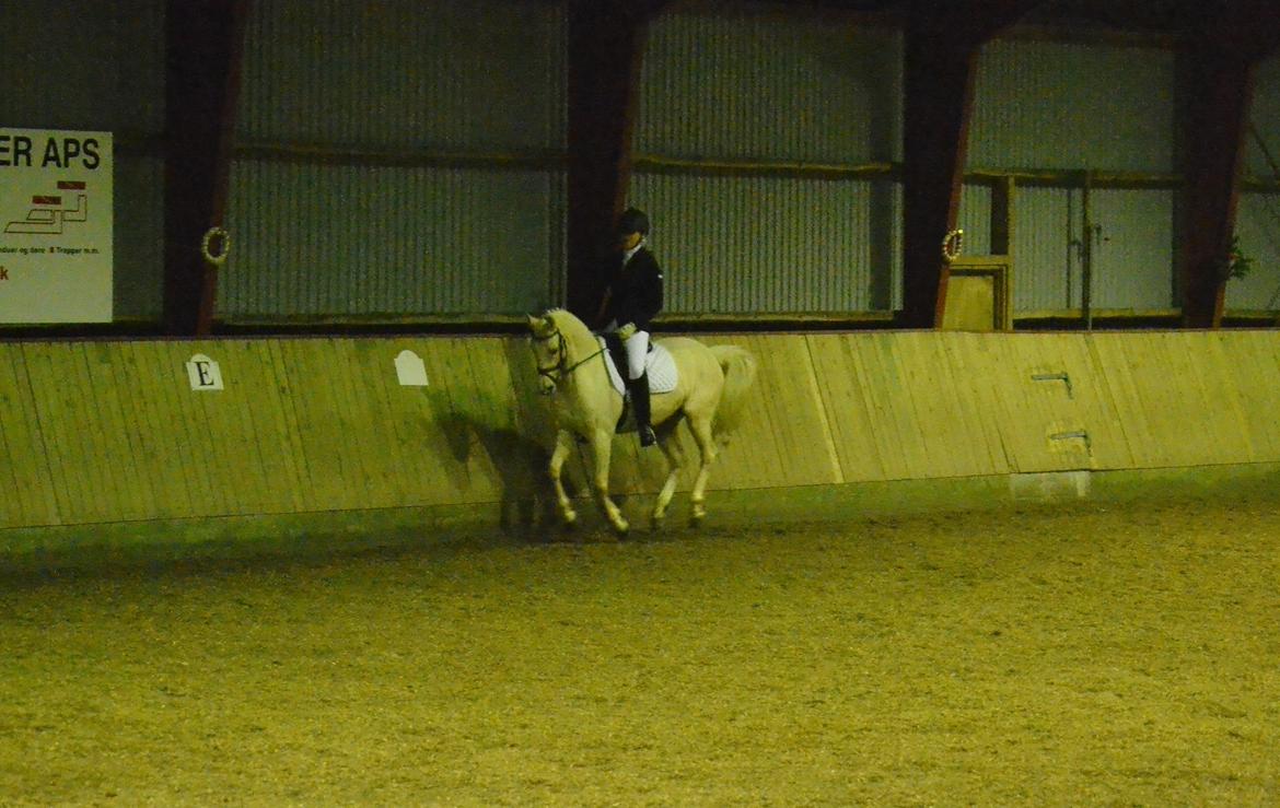 Hollandsk Sportspony High Flown`s Brittany Gold billede 4