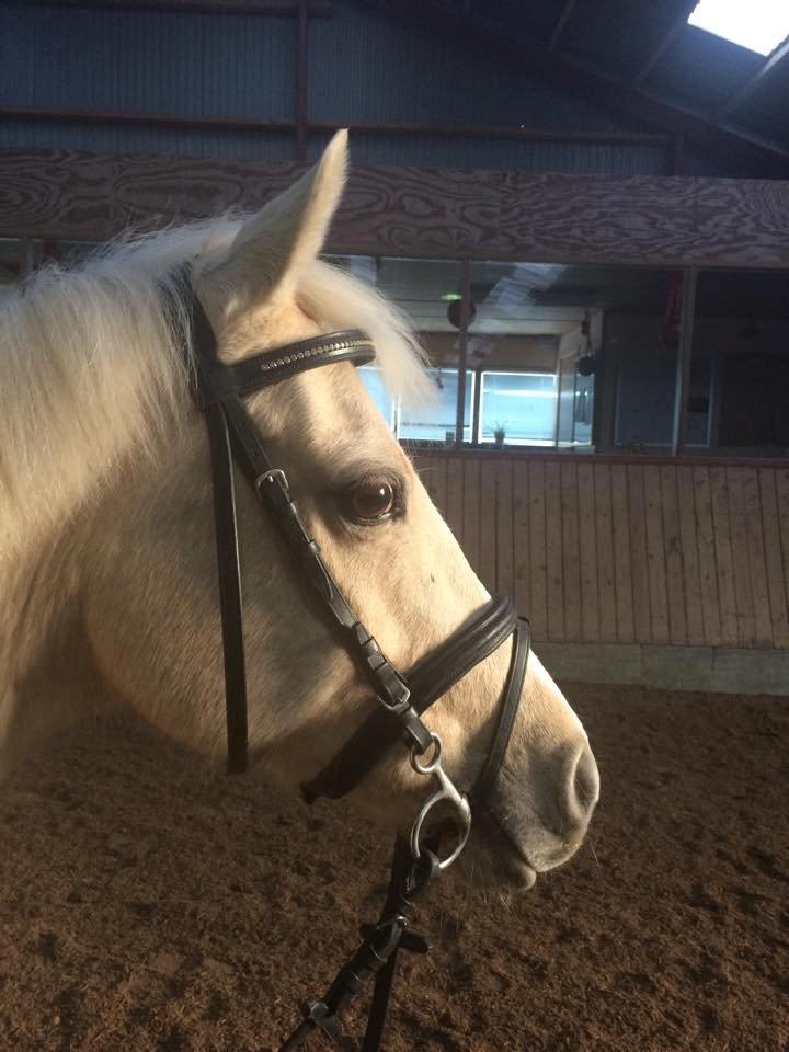 Hollandsk Sportspony High Flown`s Brittany Gold billede 6