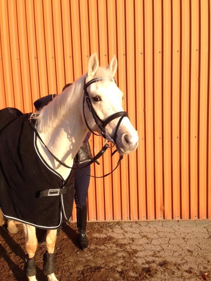 Hollandsk Sportspony High Flown`s Brittany Gold - Gucci nyder solen:) billede 7