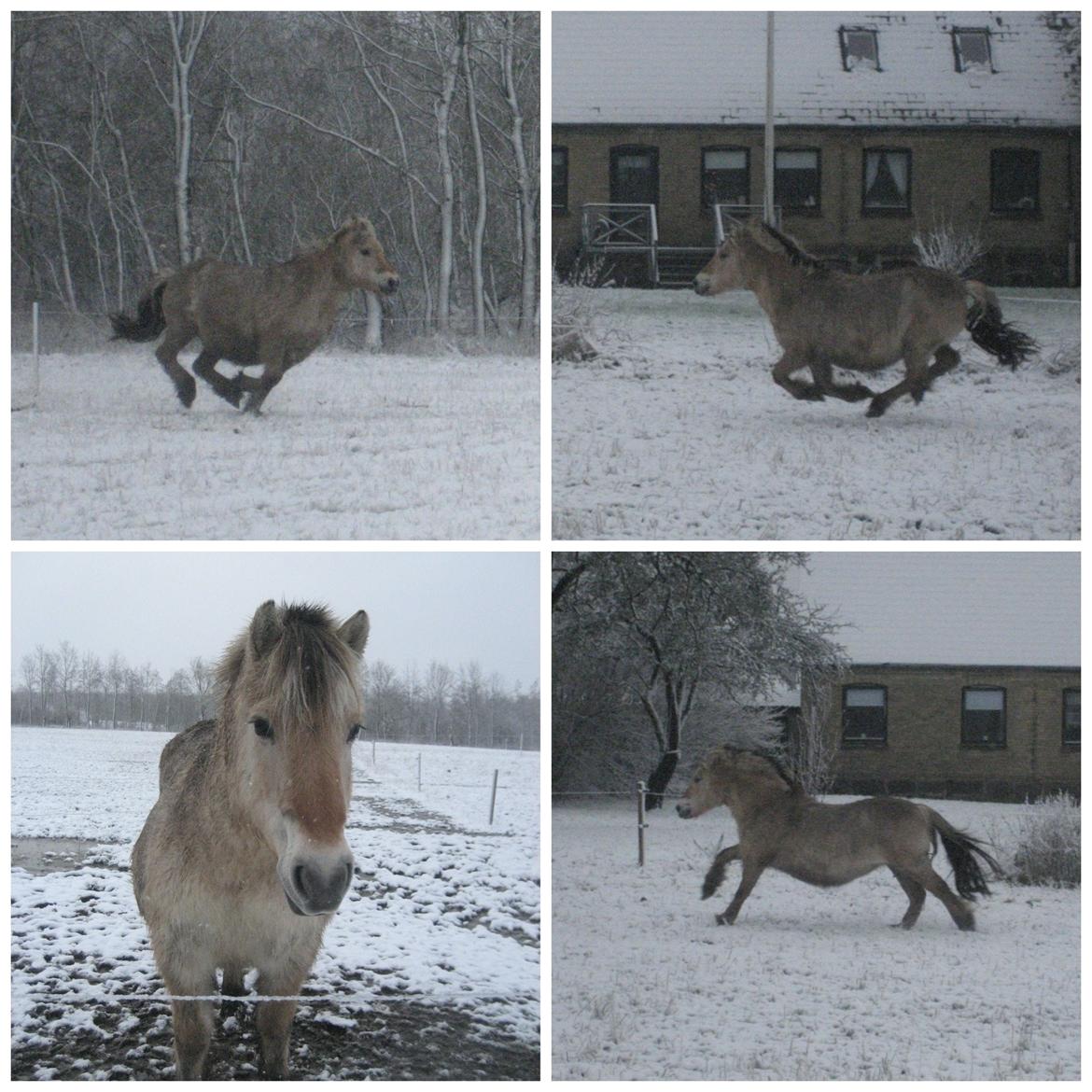 Fjordhest Måneskin - Vinter collage af den kæreste Muni! billede 12