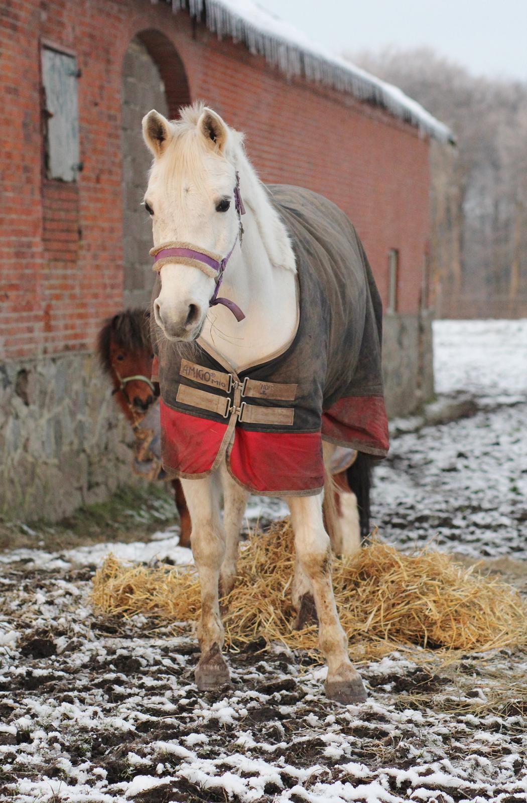 Sportsaraber (A) Jacklyn billede 18