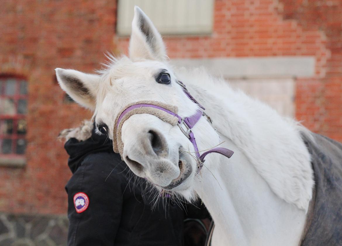 Sportsaraber (A) Jacklyn billede 15