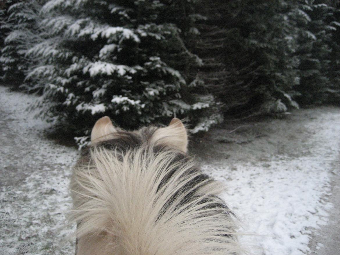 Fjordhest Luckas - Den bedste udsigt <3 billede 2