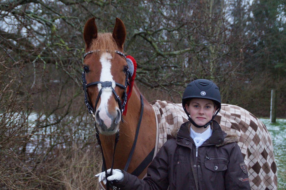 Palomino Søvig Mølles Spirit billede 1