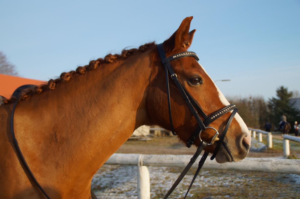 Palomino Søvig Mølles Spirit billede 5