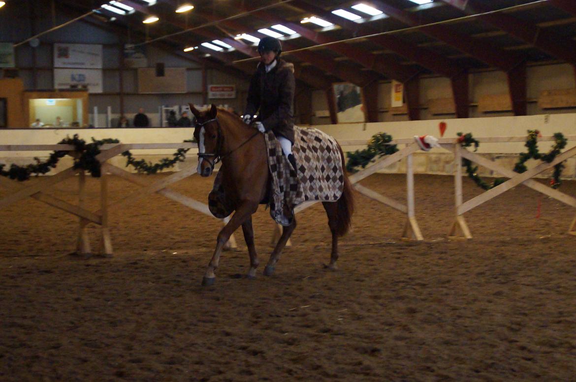 Palomino Søvig Mølles Spirit billede 7