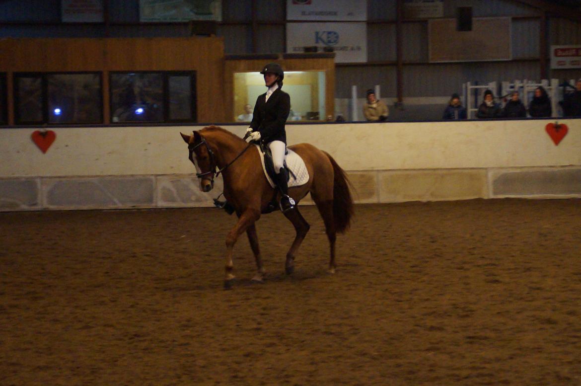 Palomino Søvig Mølles Spirit billede 8