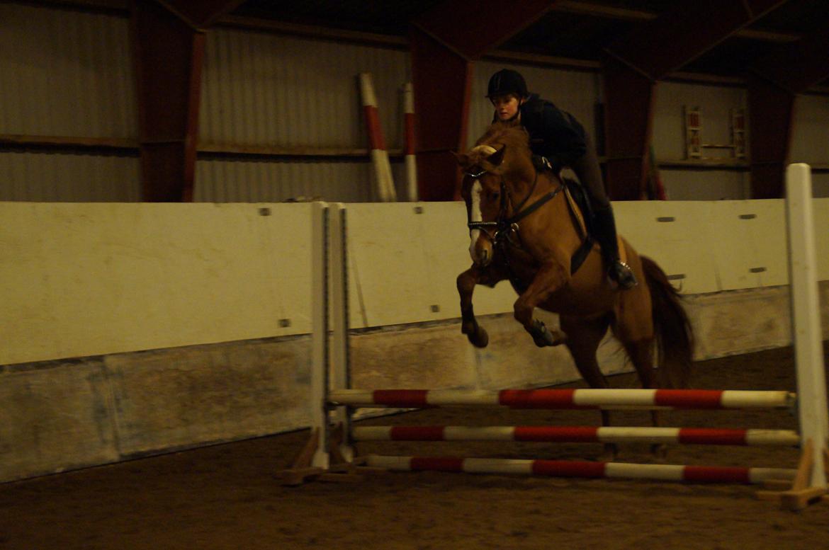 Palomino Søvig Mølles Spirit billede 11