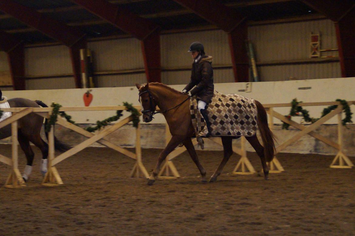 Palomino Søvig Mølles Spirit billede 6