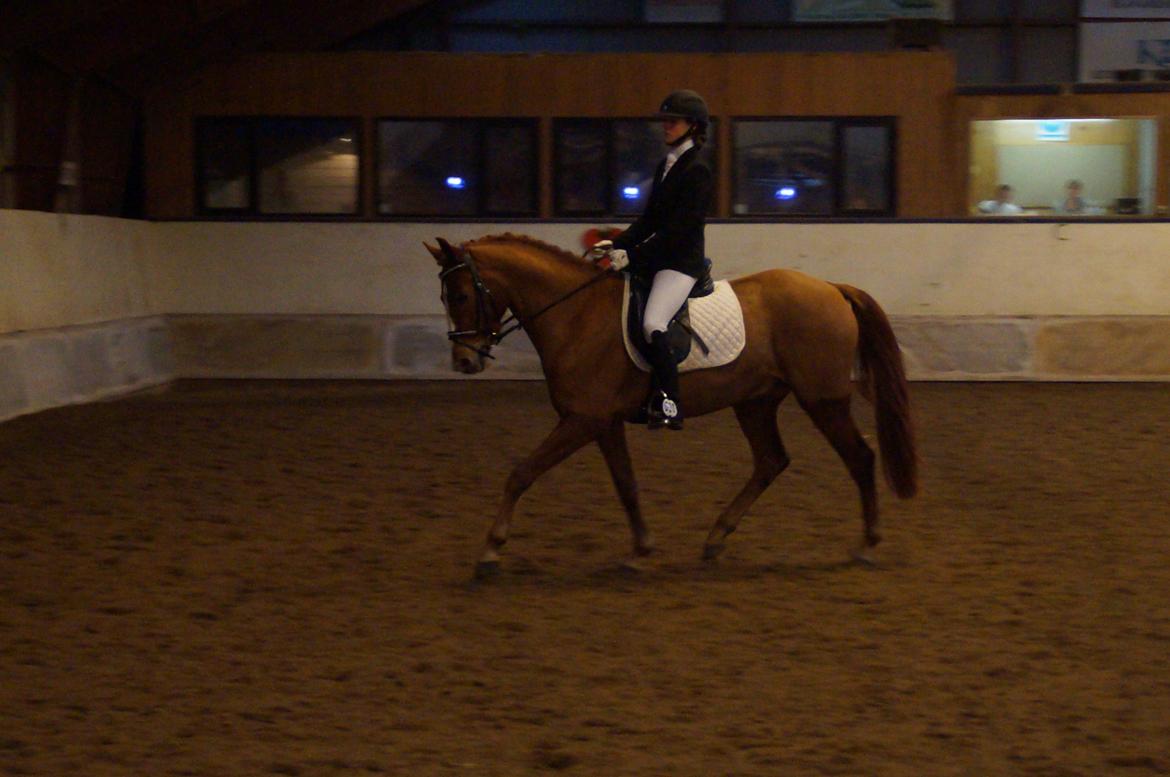 Palomino Søvig Mølles Spirit billede 10