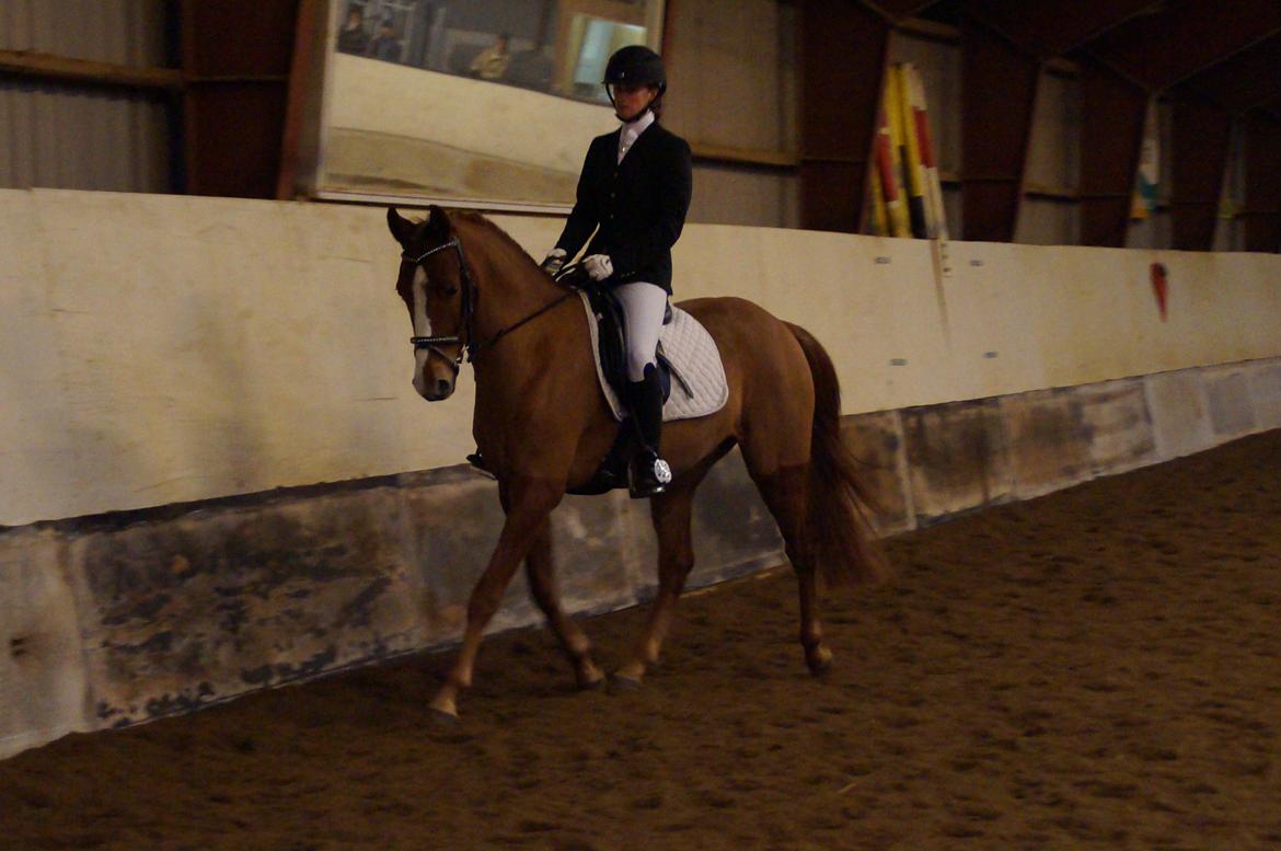 Palomino Søvig Mølles Spirit billede 9