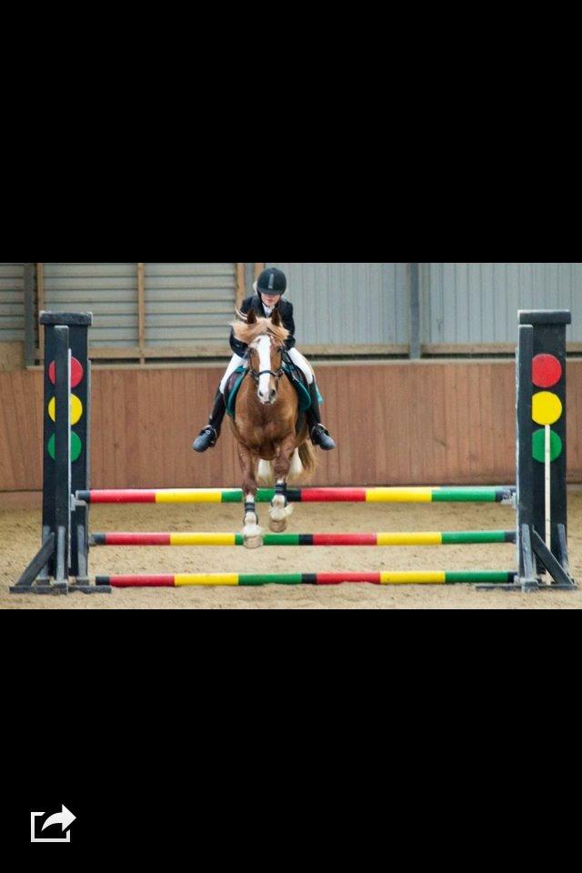 Welsh Cob (sec D) White Feet (White socks)(Sokke) billede 5