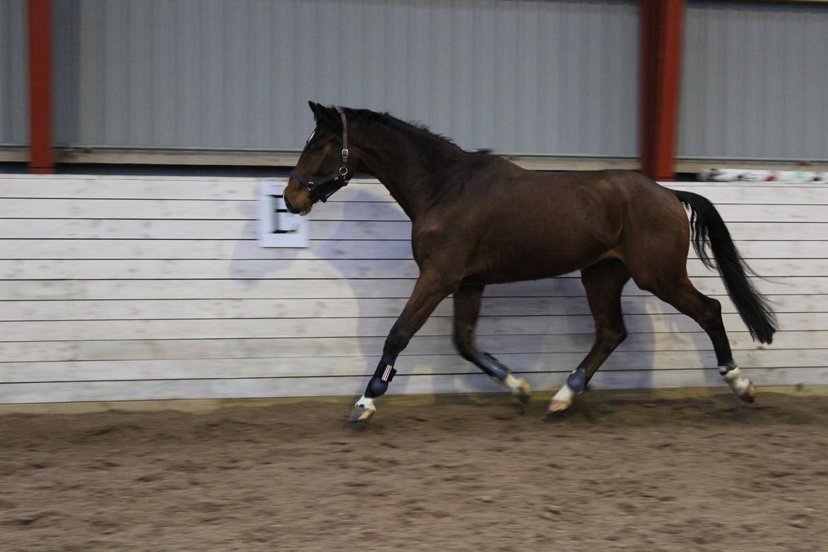 Dansk Varmblod Lillestaruphøjs cocaine billede 4