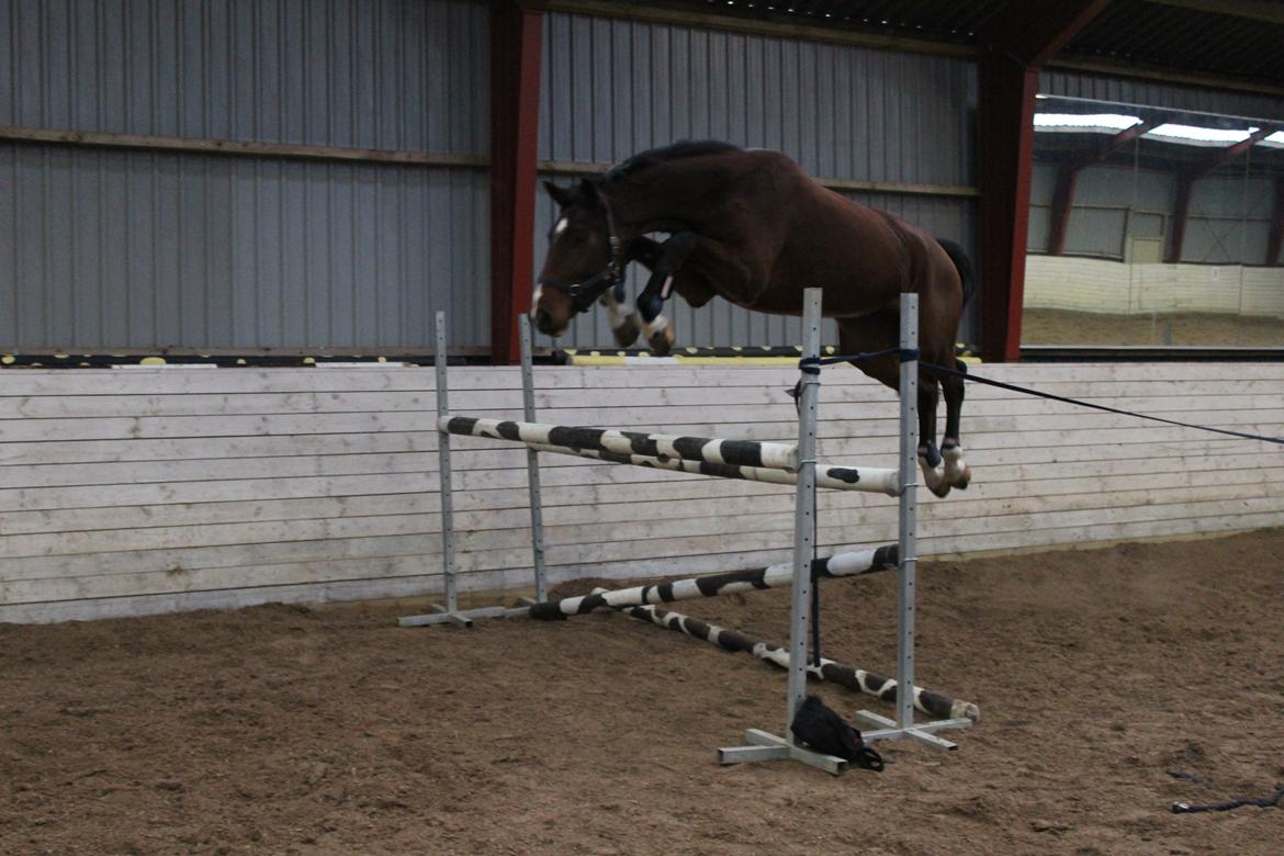 Dansk Varmblod Lillestaruphøjs cocaine billede 6
