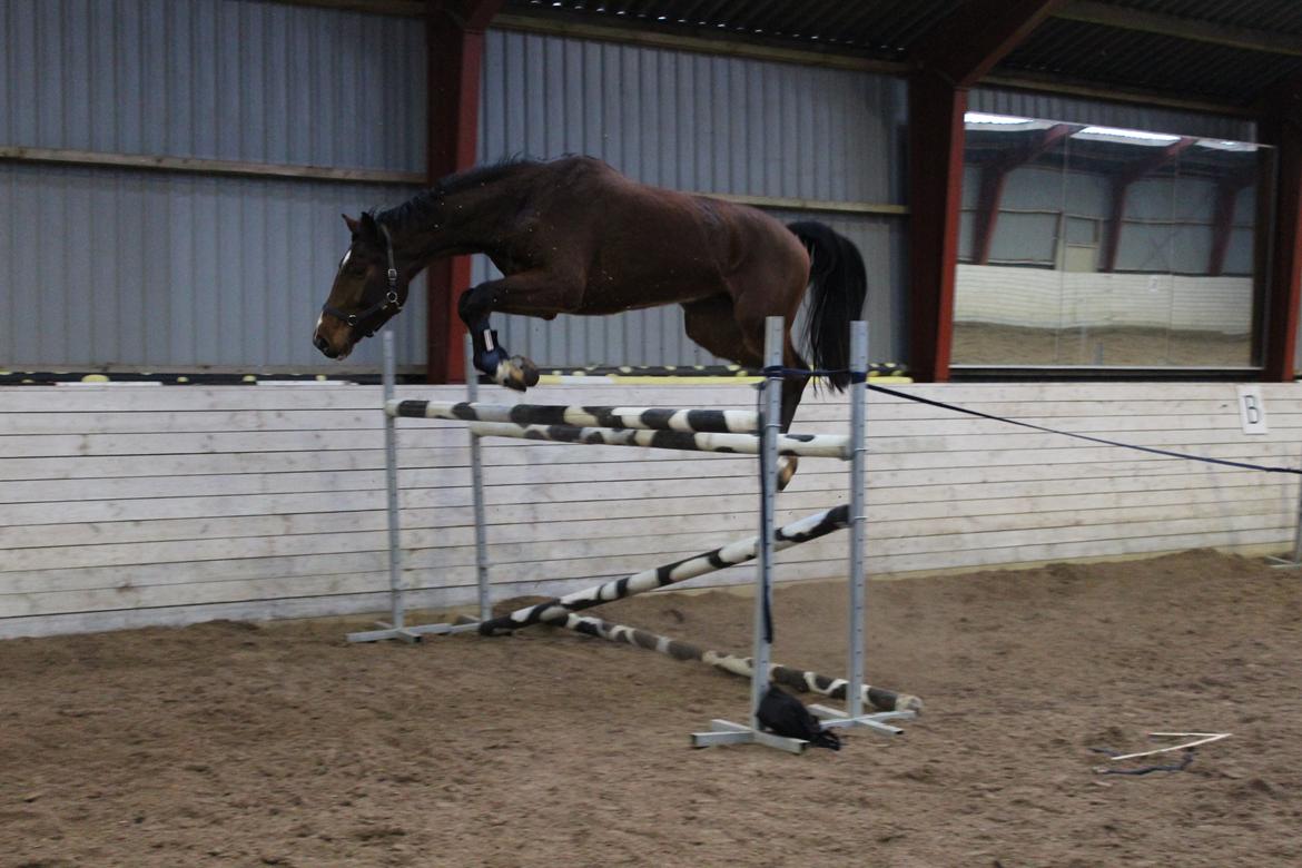 Dansk Varmblod Lillestaruphøjs cocaine billede 5
