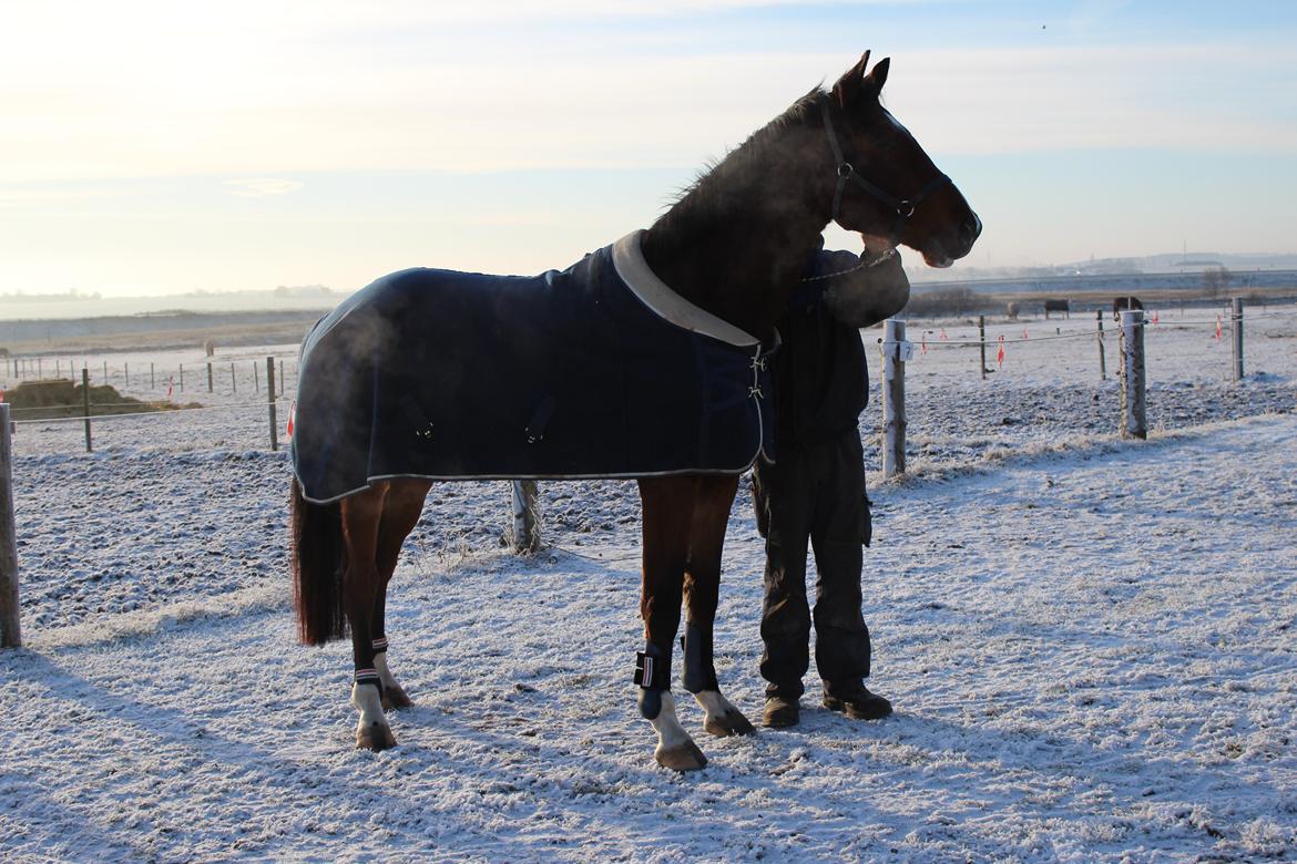 Dansk Varmblod Lillestaruphøjs cocaine billede 1