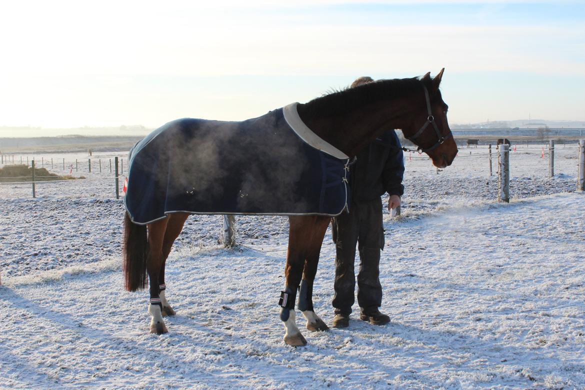 Dansk Varmblod Lillestaruphøjs cocaine billede 7