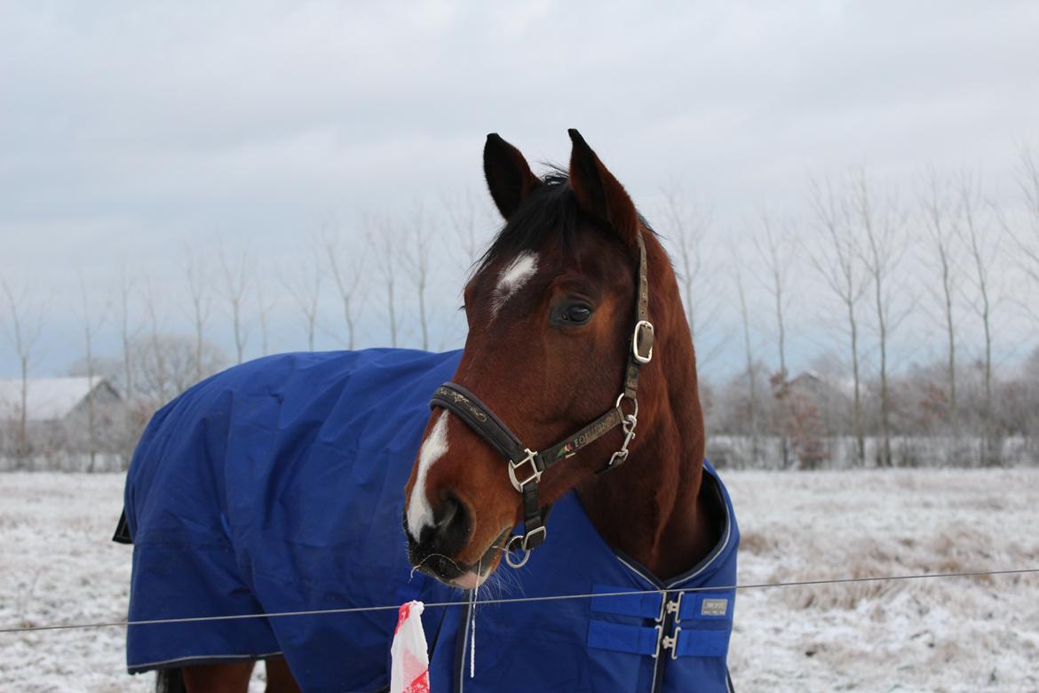 Dansk Varmblod Lillestaruphøjs cocaine billede 10