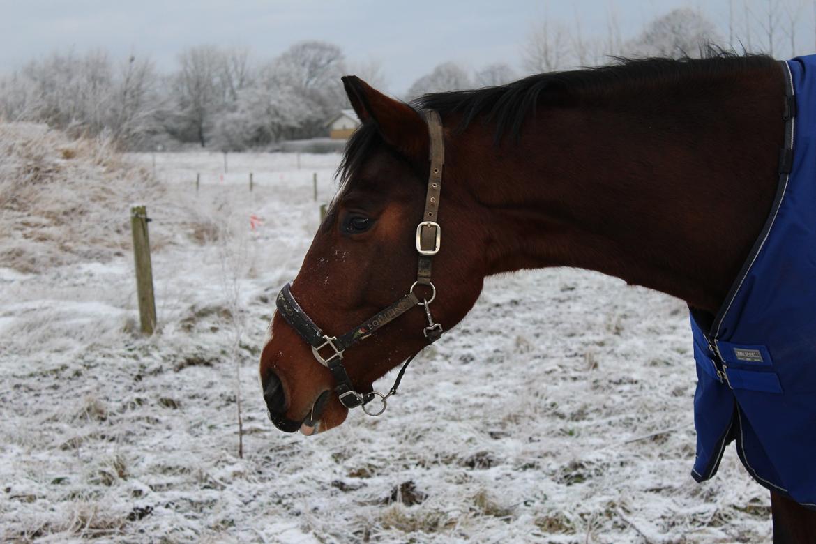 Dansk Varmblod Lillestaruphøjs cocaine billede 37