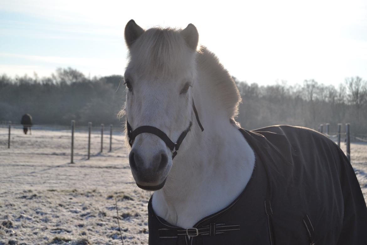 Fjordhest Lyngholms Arcon billede 17