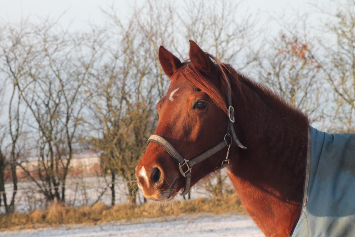 Pinto My Rosenkvist billede 6