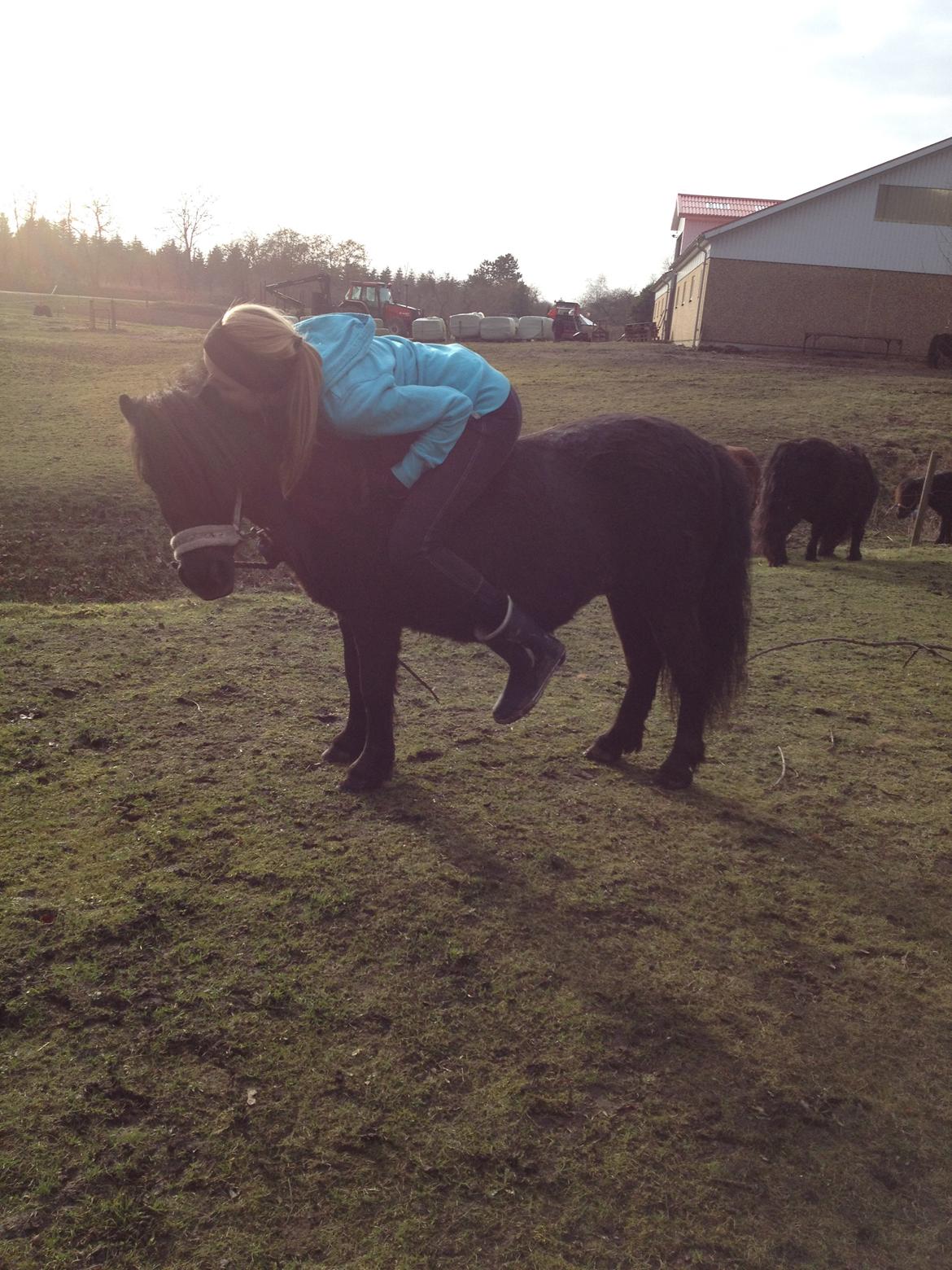 Shetlænder Solbjergs Bonnie - No words can describe my love to that horse billede 6