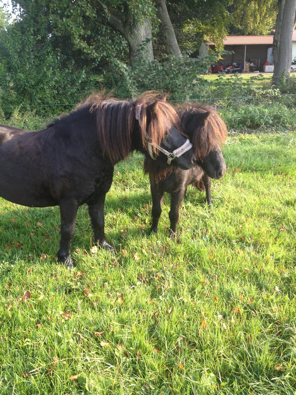 Shetlænder Solbjergs Bonnie - Mine skønneste små <3 billede 2