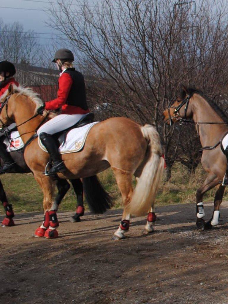 Haflinger Astilbe billede 20