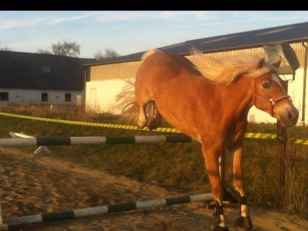 Haflinger Astilbe billede 21